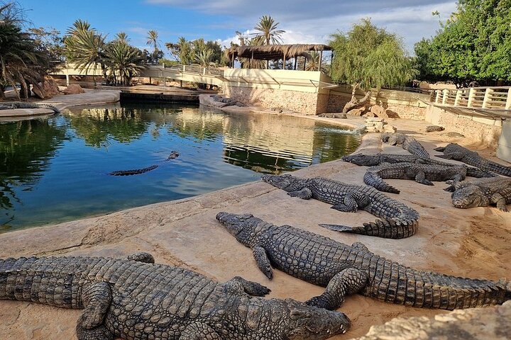 Djerba: Visit to Parc Des Crocodiles with pick-up