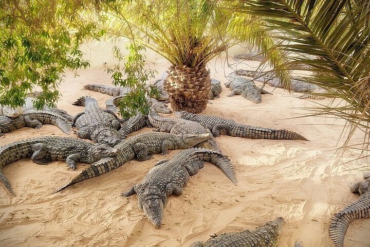 Djerba: Visit to Parc Des Crocodiles with pick-up