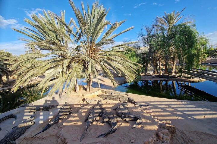 Djerba: Visit to Parc Des Crocodiles with pick-up