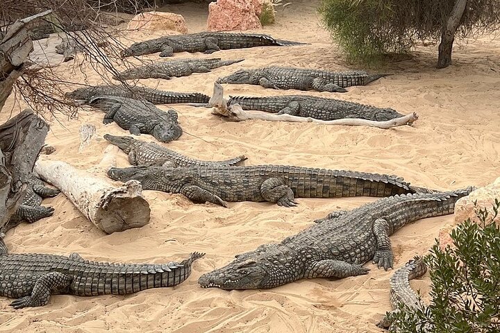 Djerba: Visit to Parc Des Crocodiles with pick-up