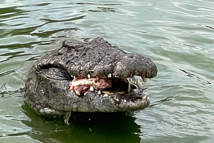 Djerba: Visit to Parc Des Crocodiles with pick-up