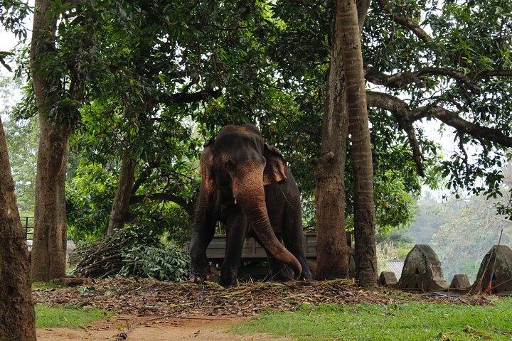 Minneriya Jeep Safari Tour from Pasikudah