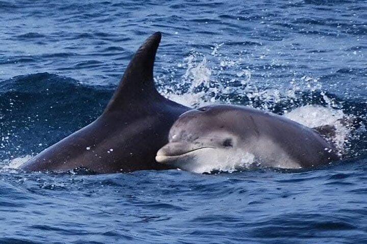 Baywatch Dolphin Tours – Pier 21 Galveston
