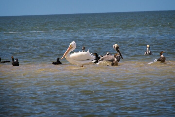 Everglades National Park: 3 Hikes + 90 minute Boat Tour + Lunch
