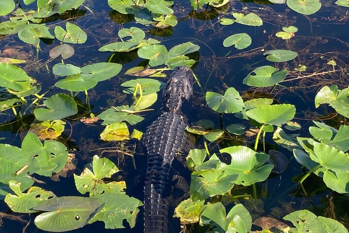 Everglades National Park: 3 Hikes + 90 minute Boat Tour + Lunch