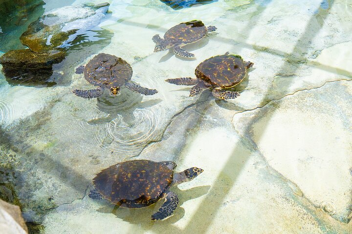 Beachcomber Island Escape - A Perfect Day in Paradise