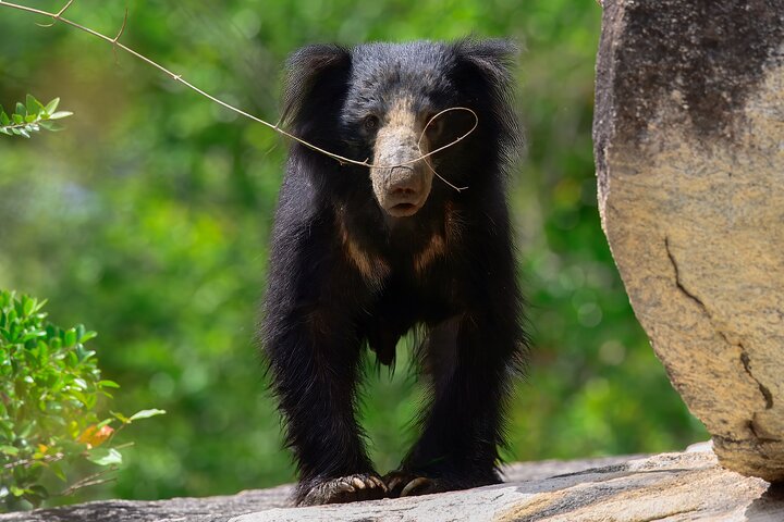 Explore Wilpattu National Park Private 4WD Tour