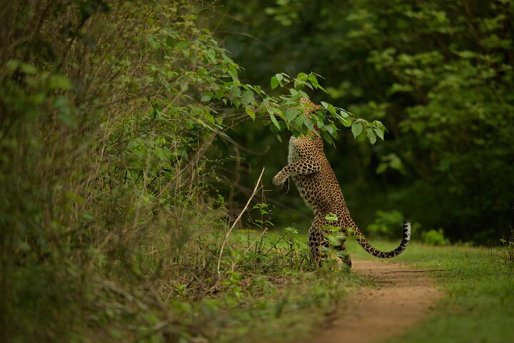 Explore Wilpattu National Park Private 4WD Tour