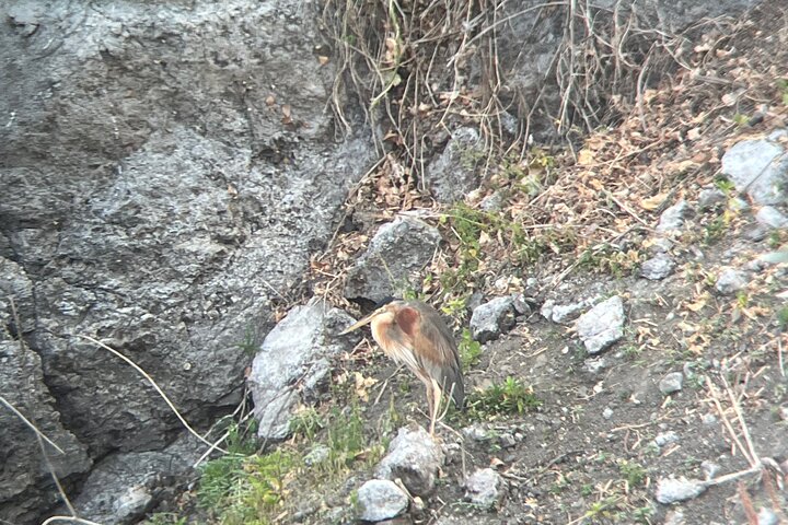 Bird Observation in Cape Verde