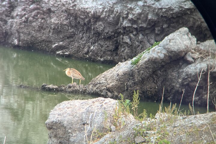 Bird Observation in Cape Verde