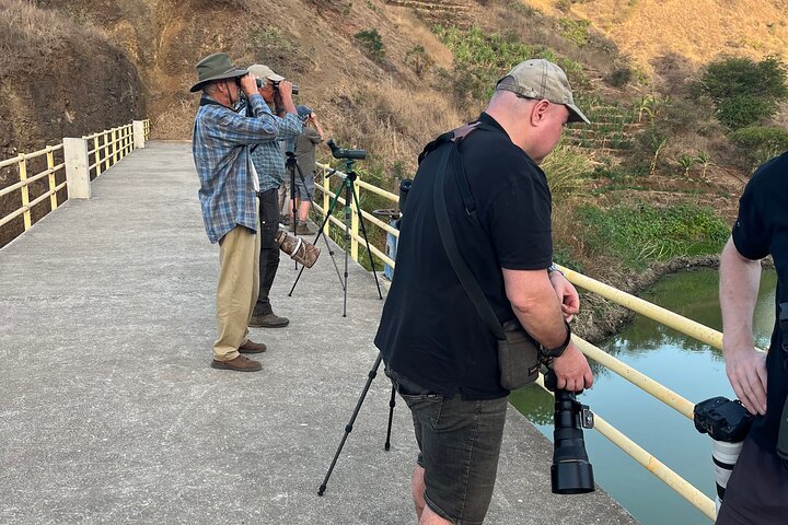 Bird Observation in Cape Verde