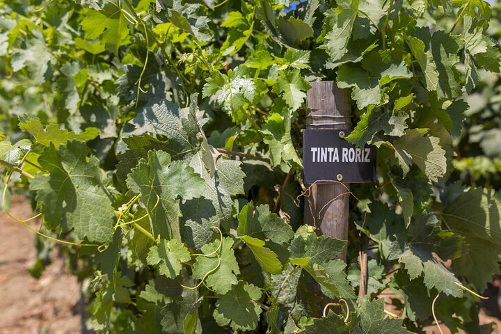 Douro Full Day Tour with Wine Tasting and Lunch
