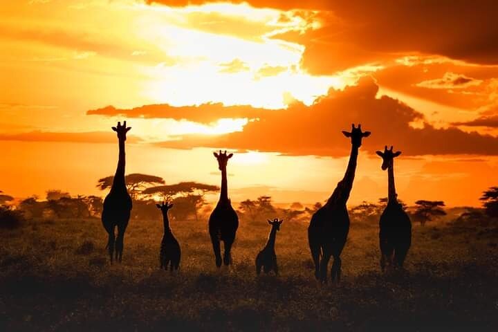 2 Days 1 Night tour to the Amboseli National Park.