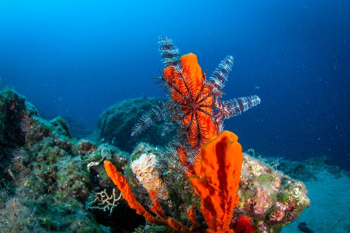 Discover Scuba diving