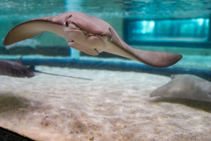 The Florida Aquarium in Tampa General Admission