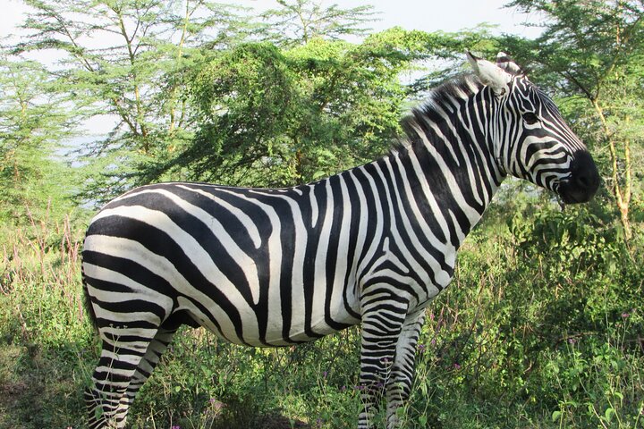 2 Day Rift Valley Birding Safari Naivasha Nakuru Baringo Bogoria