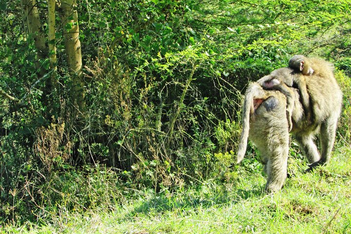 2 Day Rift Valley Birding Safari Naivasha Nakuru Baringo Bogoria