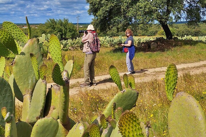 Cork & Prickly Pear Tour - Private Tour to the Heritage of Pepe Aromas