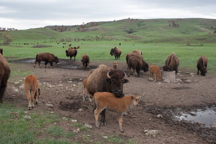 The Only Full Day - Jeep Bison Safari - W/ Lakeside Picnic Lunch