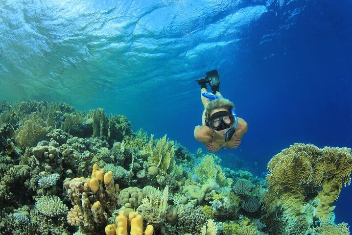 Marsa Mubarak Boat Trip with Turtles and Dugongs From Marsa Alam