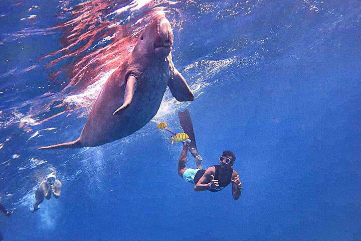 Marsa Mubarak Boat Trip with Turtles and Dugongs From Marsa Alam