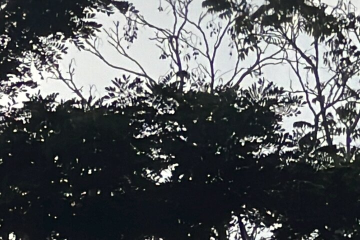 Birdwatching, Waterfall, Rainforest and Island Nature Tours