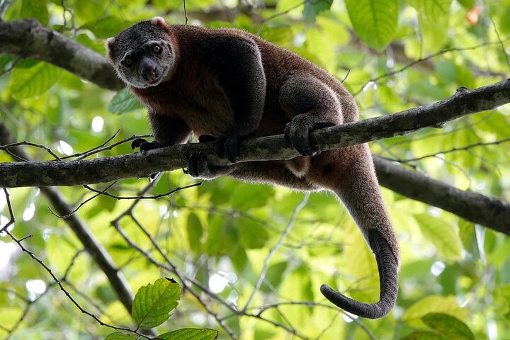 Paragliding and Tangkoko Natural Tourist Park include lunch
