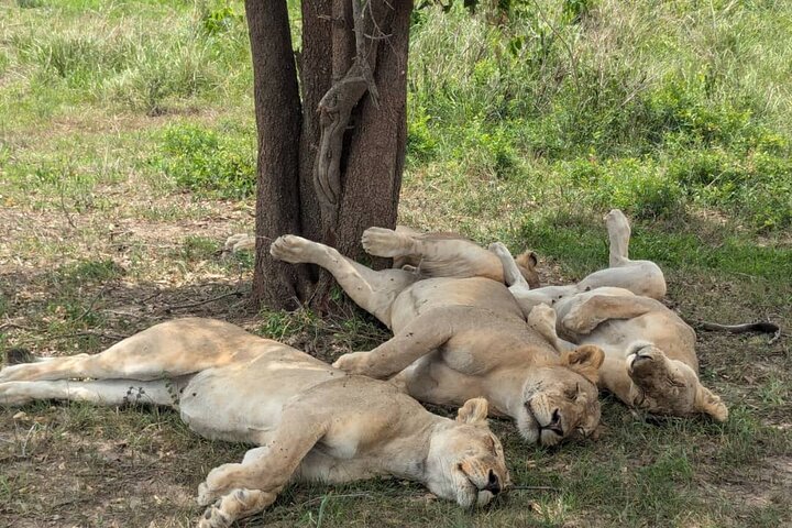 Mikumi National Park Day Trip by Train From Dar Es Salaam