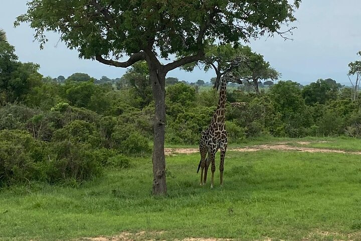 Mikumi National Park Day Trip by Train From Dar Es Salaam