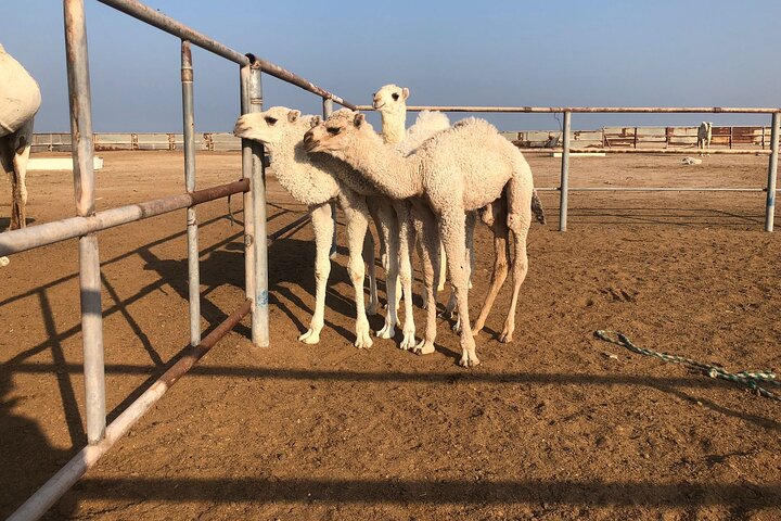 Kuwait: Half-Day City & Desert Tour with Pick-Up & Drop-Off