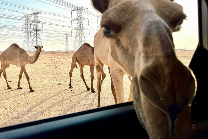 Kuwait: Half-Day City & Desert Tour with Pick-Up & Drop-Off