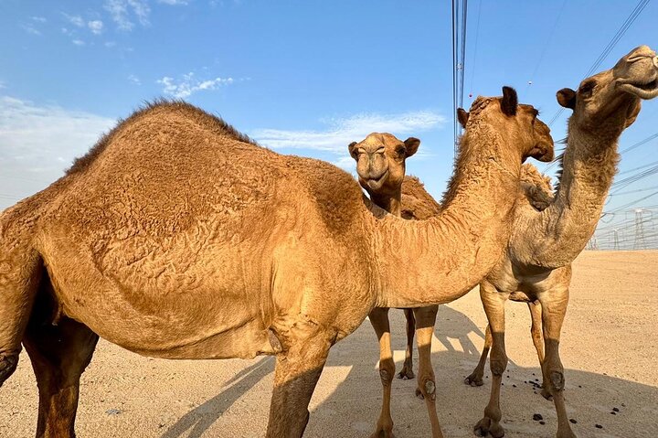 Kuwait: Half-Day City & Desert Tour with Pick-Up & Drop-Off