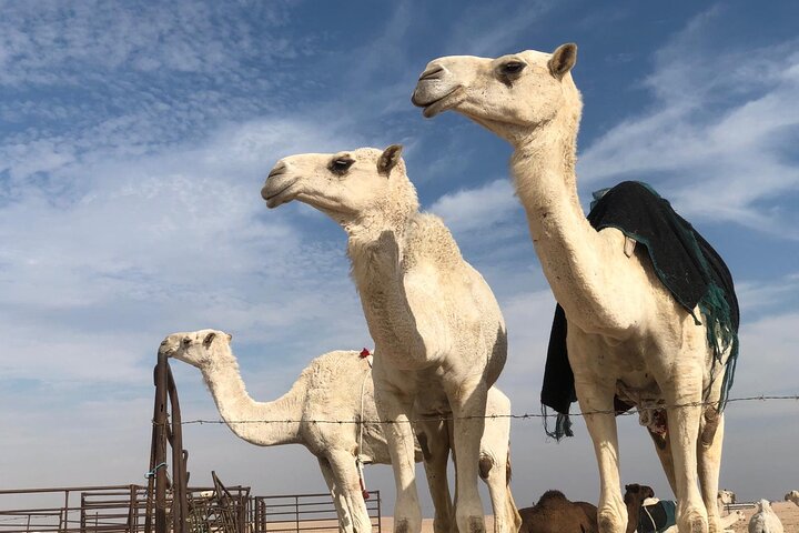 Kuwait: Half-Day City & Desert Tour with Pick-Up & Drop-Off