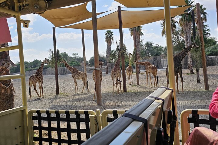 Sharjah Safari: A Wildlife Adventure Like No Other