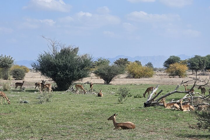 Sharjah Safari: A Wildlife Adventure Like No Other