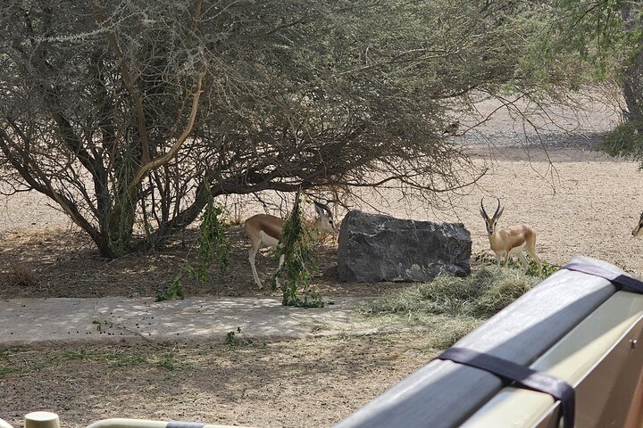 Sharjah Safari: A Wildlife Adventure Like No Other