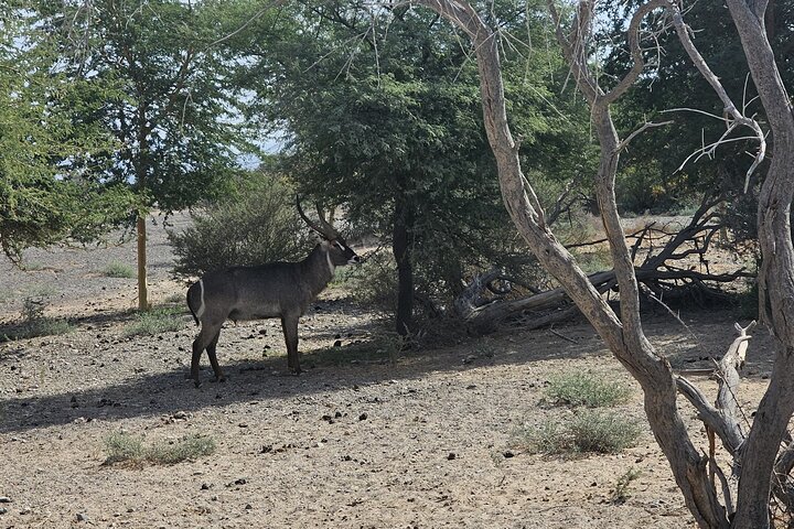 Sharjah Safari: A Wildlife Adventure Like No Other