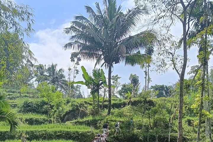 Shared Tour in the Rice Terraces, Waterfall and Monkey Forest
