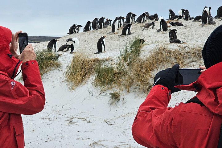 Falkland Islands Penguins Full Day Tour