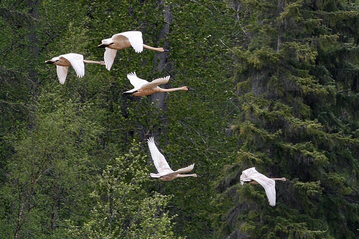 Chilkat River Jet-Boat Adventure in Haines
