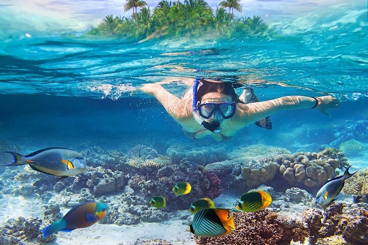 Nassau: 3 islands Pigs,Turtles,Snorkel & Beach Club with lunch