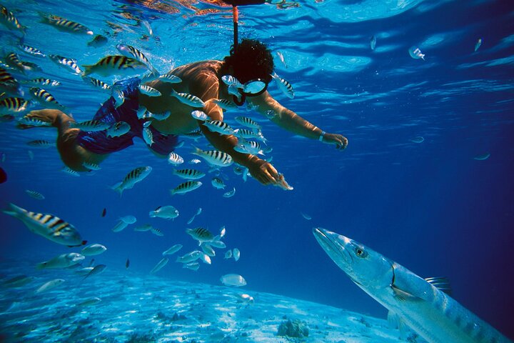 Nassau: 3 islands Pigs,Turtles,Snorkel & Beach Club with lunch