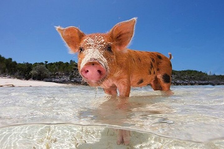Nassau: 3 islands Pigs,Turtles,Snorkel & Beach Club with lunch