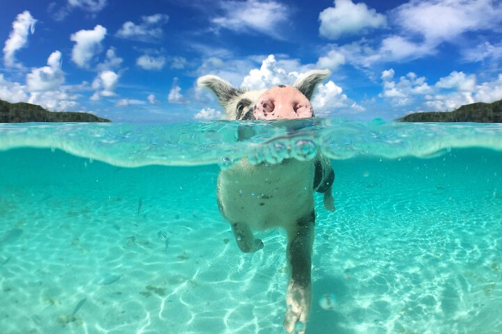 Nassau: 3 islands Pigs,Turtles,Snorkel & Beach Club with lunch
