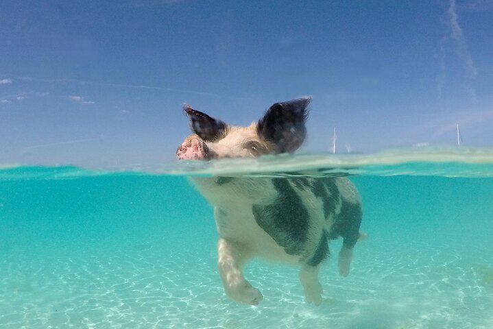 Nassau: 3 islands Pigs,Turtles,Snorkel & Beach Club with lunch