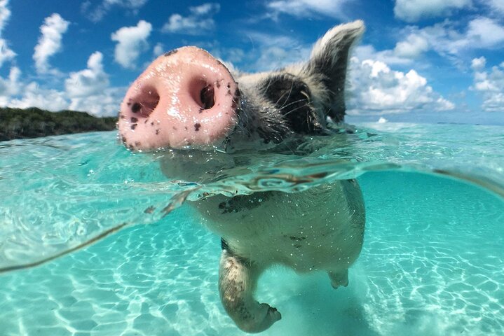 Nassau: 3 islands Pigs,Turtles,Snorkel & Beach Club with lunch