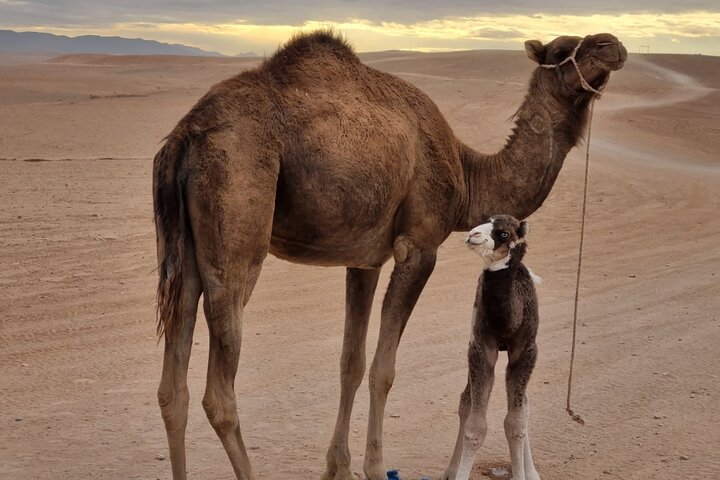 Camel Ride at Sunrise with Breakfast in Agafay Desert