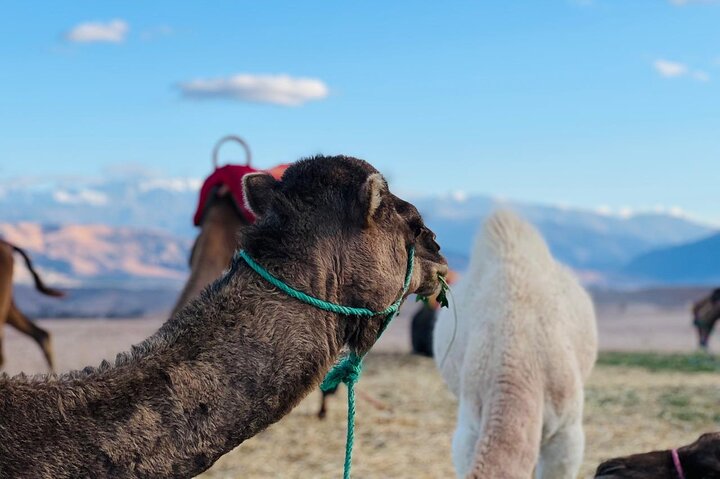 Camel Ride at Sunrise with Breakfast in Agafay Desert
