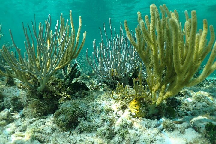 Starfish Point, Stingray City & Coral Garden (3-STOP Adventure)