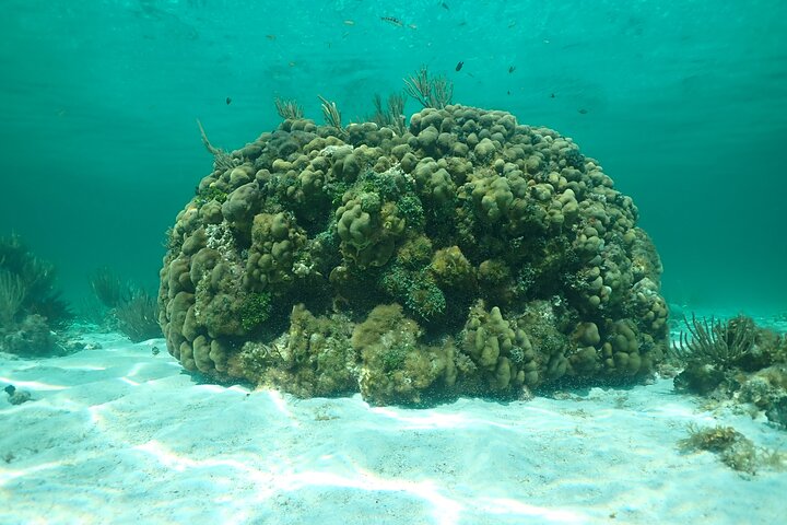 Starfish Point, Stingray City & Coral Garden (3-STOP Adventure)